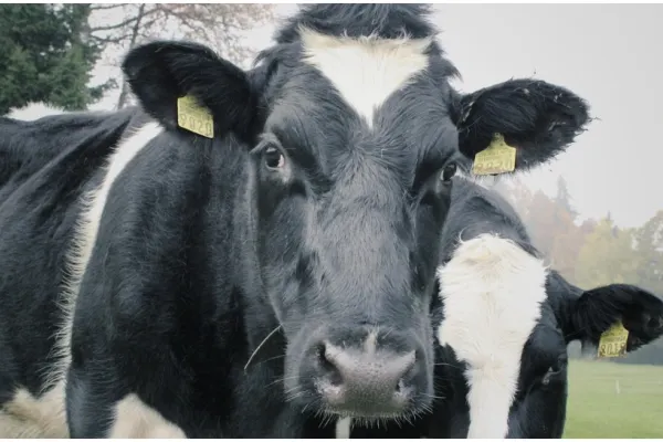 Focar de boala limbii albastre la bovine în judeţul Gorj. A fost alertată Organizația Mondială pentru Sănătatea Animalelor