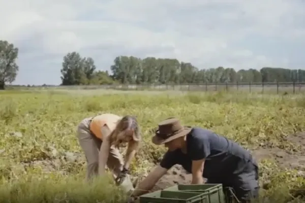 Fermierii din Germania, disperați. Tone de cartofi aruncați