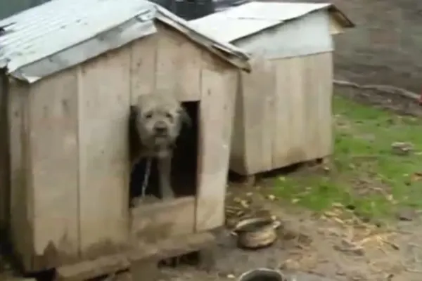 Bolojan vine cu o nouă bombă! Guvernul pune taxă pe orice, vom plăti inclusiv pentru cușca animalelor: „Nu mai lătra că-ți ia cușca!”