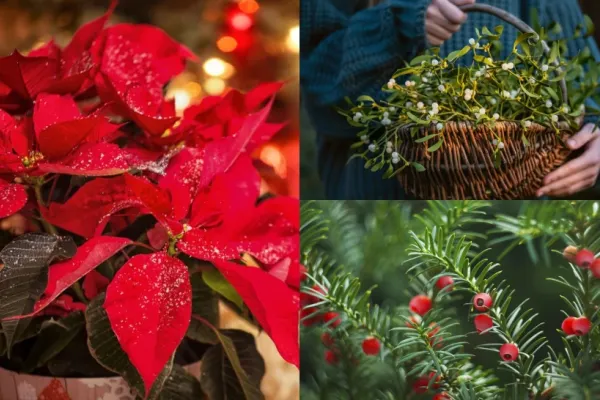Plantele din aranjamentele de Crăciun care îți pot pune în pericol sănătatea. Sunt extrem de toxice