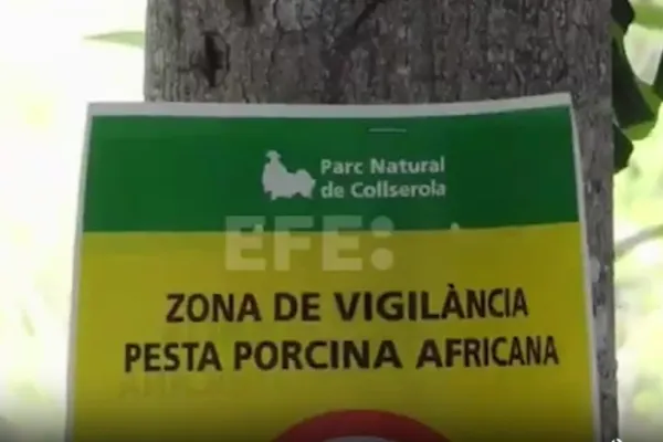 Focar de pestă porcină în Spania. O treime din exporturi, blocate