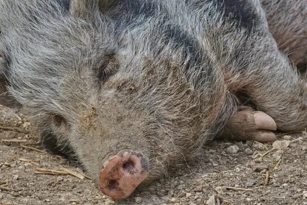 Focarul de pestă porcină africană ridică semne de întrebare: Spania analizează și ipoteza unei scurgeri accidentale din laborator