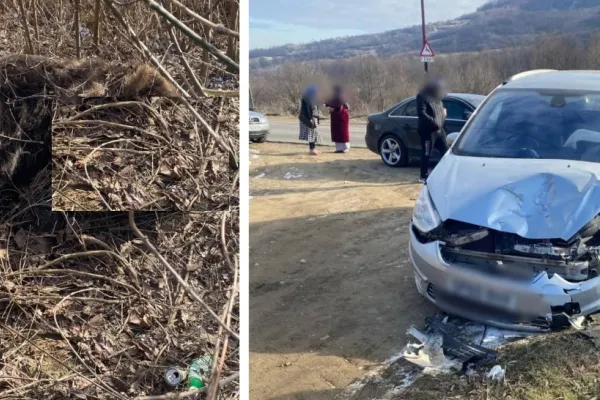 Accident neobișnuit pe o șosea din Buzău: un urs a fost lovit mortal de o mașină, Garda de Mediu a deschis anchetă - FOTO