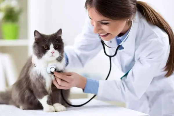 Cabinetele veterinare, în pericol de închidere după o decizie a Guvernului. Medicii amenință: Animalele vor avea de suferit!