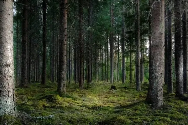 Descoperire macabră în Vrancea. Trupul neînsuflețit al unui muncitor, localizat într-o pădure