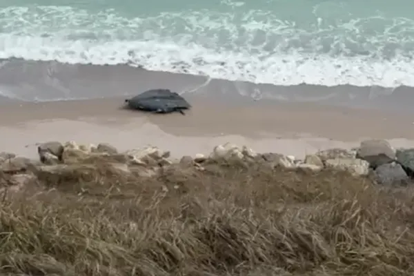 Alertă la malul mării. O dronă a fost descoperită între Tuzla și Costinești VIDEO