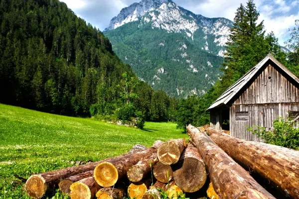 De ce este recomandat să petreci cât mai mult timp în natură. Beneficiile nebănuite pentru sănătate