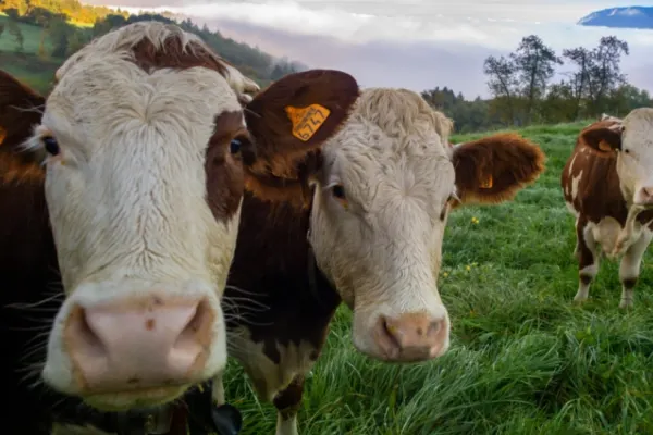 Germania introduce „gazometrul bovin”. Ministrul Mediului vrea să măsoare exact cât gaz produce fiecare animal