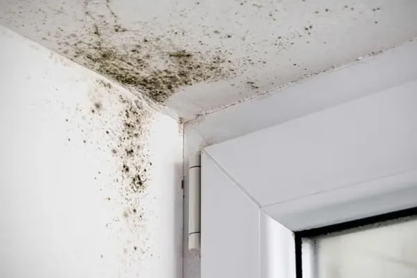 Ce se întâmplă dacă văruiești peste mucegai. Greșeala colosală care îți pune în pericol atât sănătatea, cât și casa