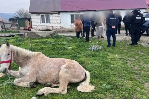 Cal ținut legat pe un câmp, fără apă și fără hrană. Polițiștii din Caraş-Severin au intervenit la timp și au aplicat amenzi de peste 13.000 de lei
