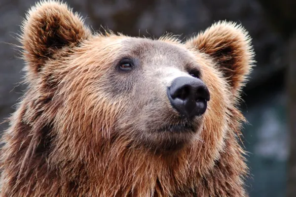 A vrut să fugă din Ucraina, dar s-a trezit față în față cu o ursoaică în munții României. Cum a reușit să scape fugarul ucrainean