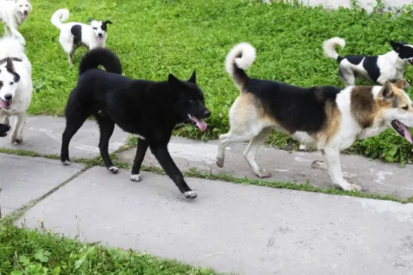 Plan inedit în Ilfov: jandarmii și polițiștii, trimiși în patrulare după câinii fără stăpân