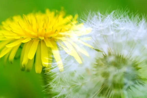 Păpădia, de la plantă ignorată la superaliment: cum poți folosi florile și ce beneficii au pentru sănătate