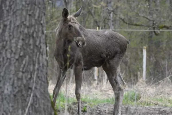 Un nou animal va fi aclimatizat în România. Primele 4 exemplare au fost aduse din  Germania, Elveția și Franța