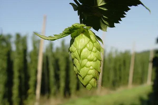 „Aurul verde” care crește pe marginea drumului în România. Occidentalii plătesc și 1.000 de euro pentru un kilogram