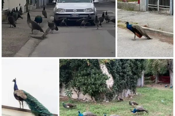 Oraș terorizat de păuni, în Italia. Oamenii nu mai dorm noaptea, iar păsările au ajuns să atace mașinile – VIDEO