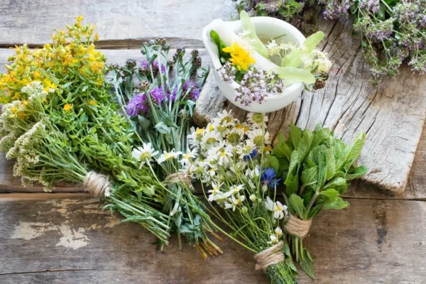 Top 10 plante care te ajută să înveți mai repede și să reții mai mult. Sunt aur curat pentru memorie și concentrare