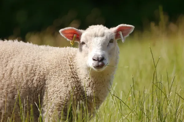 Alertă în Mureș: focar de pestă la ovine. Autoritățile au impus restricții