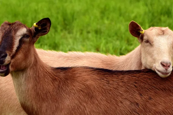 Pesta micilor rumegătoare face ravagii. Sute de animale au murit