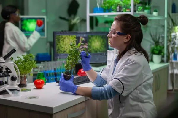 Europa deschide ușa pentru o nou generație de plante modificate genetic. Fermierii au ieșit deja la proteste