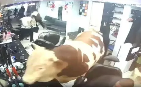 Taur de 1,5 tone, scăpat înainte de sacrificare, a intrat într-o frizerie plină de clienți. Imagini spectaculoase surprinse de camerele de supraveghere