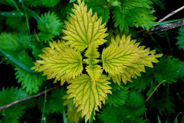 Planta considerată adesea o buruiană, dar cu beneficii remarcabile pentru sănătate