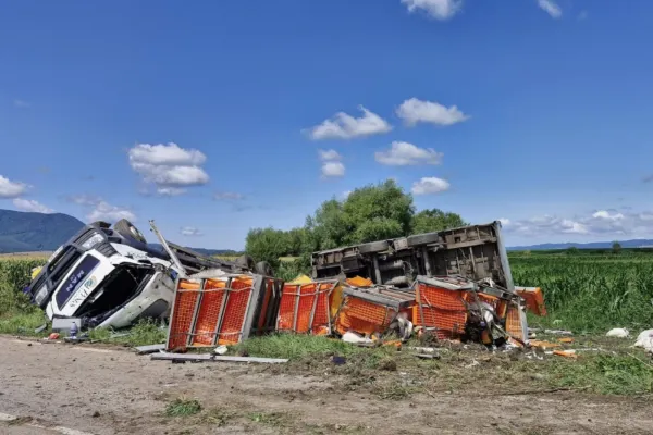 Accident neobișnuit în județul Brașov. Un TIR plin de curcani s-a răsturnat, iar zeci de păsări au invadat șoseaua