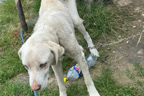 Câine găsit extrem de slab și bolnav, salvat de polițiști. Stăpânul a primit o amendă uriașă