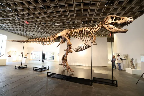 Dinozaurul care valorează cât un cartier de lux. Scheletul s-a vândut cu 50 de milioane de dolari, un nou record mondial