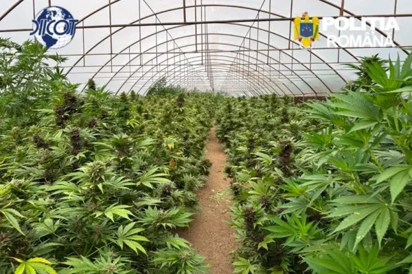 Captură uriașă de canabis în Neamț. Polițiștii au descoperit o plantație de 2,4 tone și un laborator pentru producerea hașișului