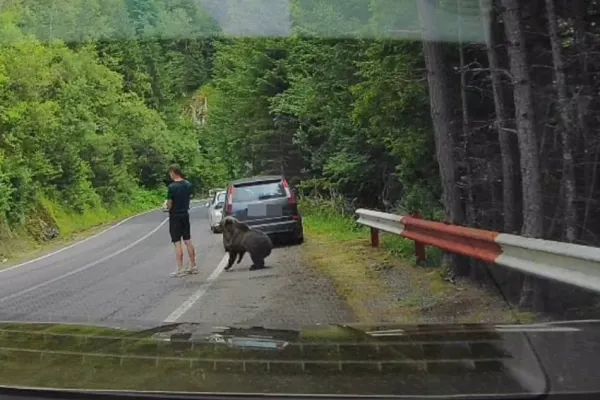Imagini virale pe Transfăgărășan: un urs, la câțiva centimetri de un turist. Tânărul pare să nu-l observe VIDEO
