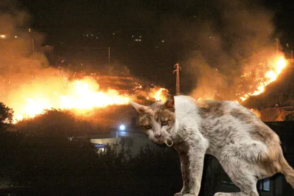 Descoperire macabră în Italia. Cum sunt folosite pisicile pentru a provoca incendii de vegetație