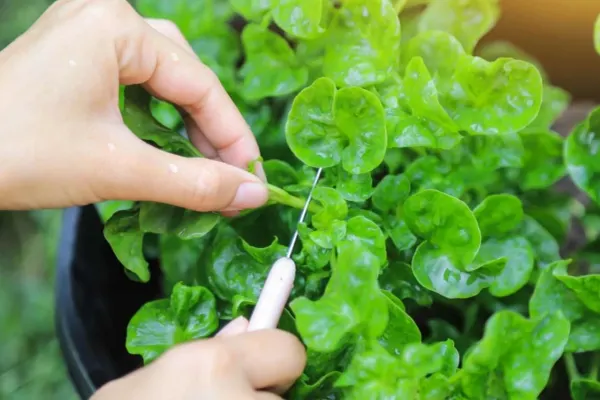 Planta comestibilă pe care foarte mulți o ignoră. Este aur curat pentru sănătate