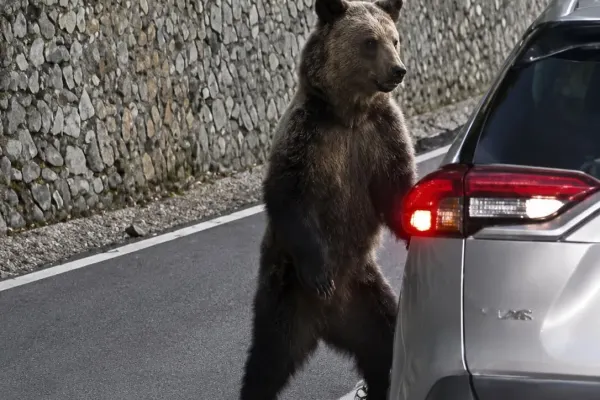 Au hrănit urșii de  pe Transfăgărășan și s-au ales cu amenzi usturătoare. Prefectura Argeș a anunțat sancțiuni de peste 100.000 de lei