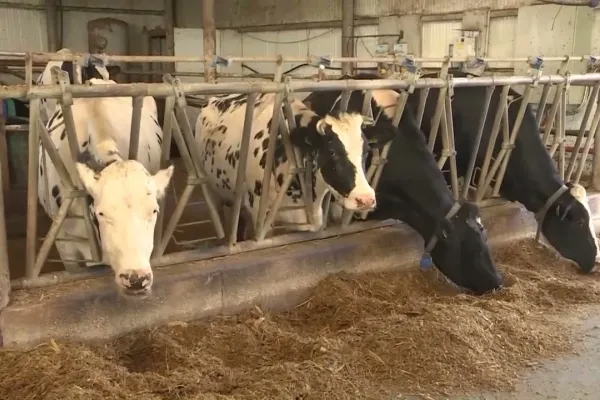 Medicii veterinari se alătură valului de proteste. Cer modificarea legii salarizării și o grilă proprie de venituri