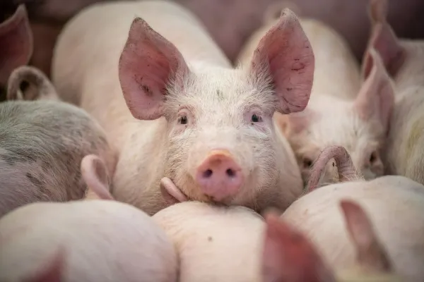 Două focare de pestă porcină africană, confirmate în Buzău. 17 animale au fost sacrificate