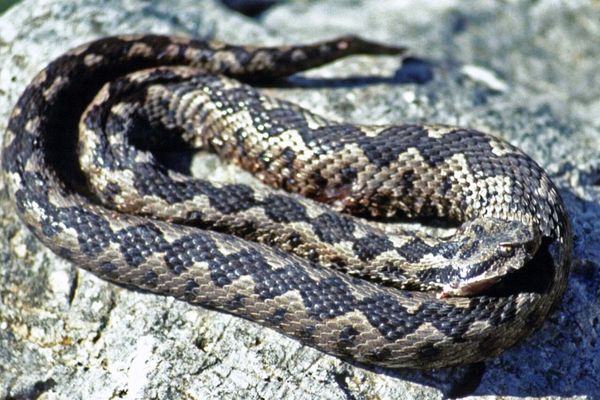 Alertă de vipere pe Transfăgărășan