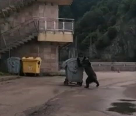 De frica urșilor, amenință cu blocarea Transfăgărășanului