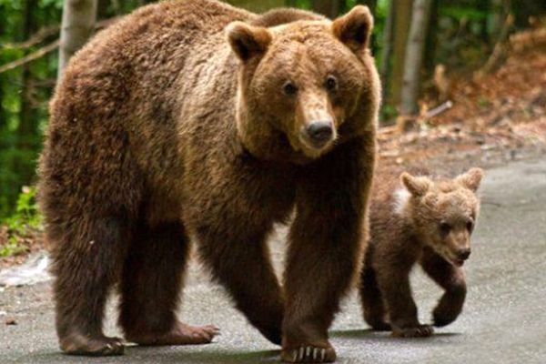 Urșii au invadat cabanele de pe Transfăgărășan