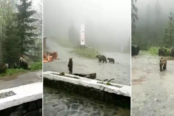 VIDEO Urșii au invadat cabanele și chioșcurile de pe Transfăgărășan