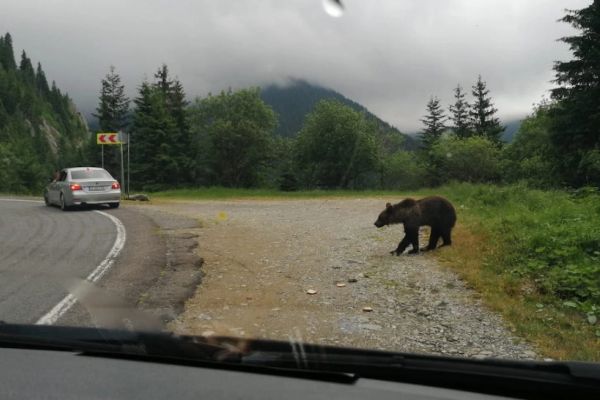 ALERTĂ de urs pe Transfăgărășan! Animalul sălbatic a fost surprins în apropierea mașinilor - Galerie FOTO