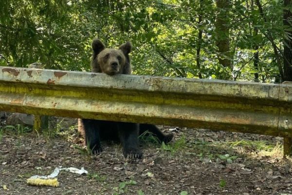 Cu ce sumă a fost AMENDAT un bucureștean după ce a fost prins de jandarmi când hrănea urșii pe Transfăgărășan