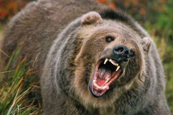 Gest inconștient. Turist atacat de ursul pe care voia să îl fotografieze, pe Transfăgărășan - VIDEO