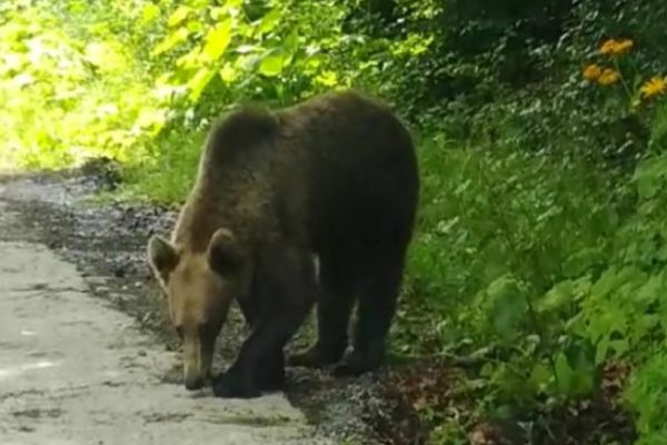 ATV-uri de mii de euro distruse de urs: Patronii și turiștii de pe Transfăgărășan, EXASPERAȚI