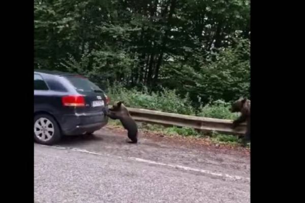 Gest incredibil. Un pui de urs ajută un șofer pe Transfăgărășan - Imagini virale - VIDEO 