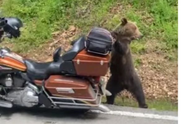 Motocicleta unui turist străin, doborâtă de o ursoaică, în căutare de hrană - Scene incredibile pe Transfăgărășan - VIDEO