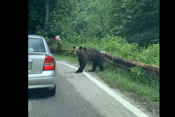 Urs atacat pe Transfăgărășan de pasagerul unui autoturism. VIDEO cu momentul agresiunii