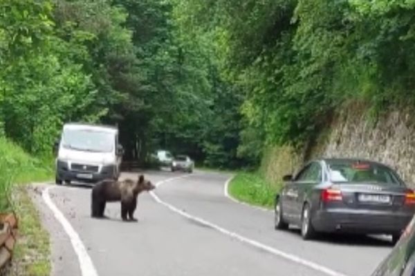 Urs stropit cu spray lacrimogen, pe Transfăgărășan. Val de reacții la adresa șoferului: Ești mai mai animal decât animalul! VIDEO 