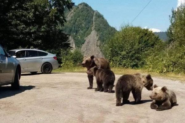Transfăgărășan, prima zonă din România unde au apărut marcaje cu avertismente pentru hrănirea urșilor 