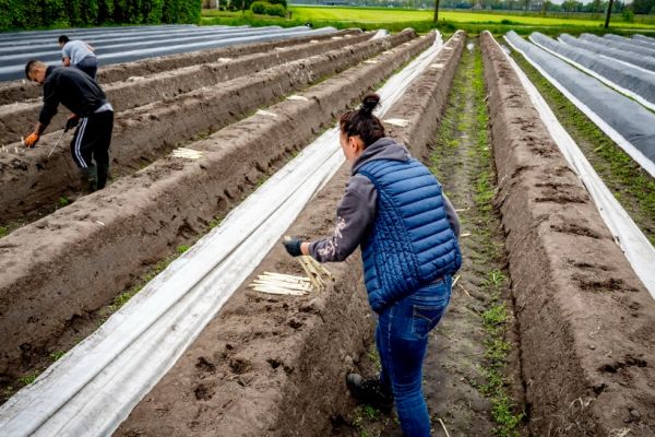 Raport șocant: Muncitorii români, tratați ca sclavii în Germania. Salarii sub minimul legal, concedieri fără preaviz, sume excesive pentru cazare